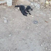 سگ پاکوتاه|سگ|صادق آباد, |دیوار