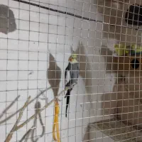 یک دونه عروس نر معاوضه دارم با سهره یا عروس ماده