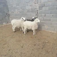 فروش چهارتابره نر سفید مناسب قربانی