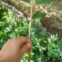 نشا  یاس