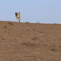 واگذاری سگ همه چی تموم|سگ|صالح آباد (خراسان), |دیوار