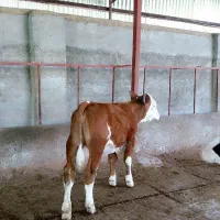 گاو گوساله|حیوانات مزرعه|شیراز, حومه شیراز|دیوار