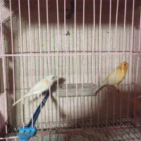 جفت قناری آماده تخم