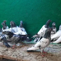 فروش جمله انواع کبوتر پاکستانی و ایرانی|پرنده|میناب, |دیوار