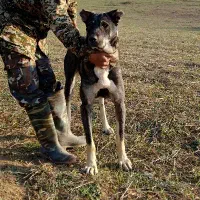 سگ ماده پژدر|حیوانات|کردکوی, |دیوار