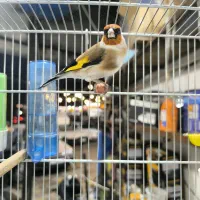 سهره نر انتیک