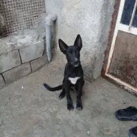 سگ مالینیوزبلک