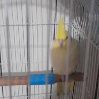 عروس هلندی نر با قفس یکساله