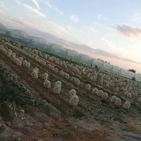 سرگروه کاریگری پیاز کنی تک 10چرخ ترلی خاور ودیگر|خدمات باغبانی و درختکاری|جیرفت, |دیوار