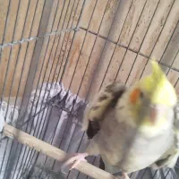 عروس هلندی سخنگو نر|پرنده|خلخال, |دیوار