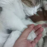 واگذاری گربه باهوش و مهربان|گربه|تهران, هروی|دیوار