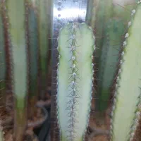 فروش عمده پایه کاکتوس گلخانه‌ای بذری، آماده پیوند|گل و گیاه طبیعی|خمینی‌شهر, |دیوار