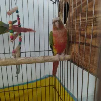 جفت گرینچیک نر و ماده
