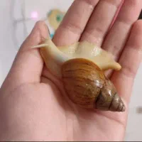 حلزون اقتصادی (اطلاعات داخل آگهی )|خزنده|اراک, |دیوار