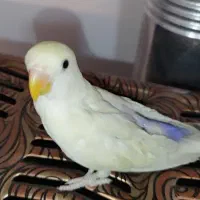 کوتوله دستی مارال