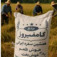 برنج کامفیروزی چمپه