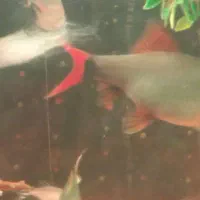 ماهی شارک|ماهی|کرج, برغان|دیوار