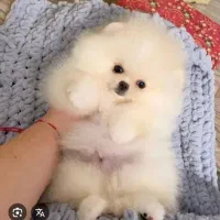 بهترینها اینجاست|سگ|شیراز, اصلاح‌نژاد|دیوار