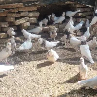 طوقی|پرنده|سبزوار, قصبه غربی|دیوار