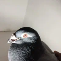 کبوتر المانی مسافتی|پرنده|مشهد, پنجتن|دیوار