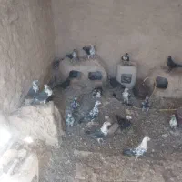 بزک سیاه
