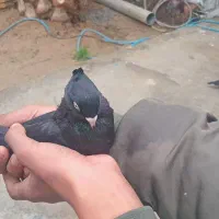 کبوتر سیاه و رنگی|پرنده|امیدیه, |دیوار