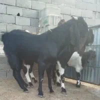 نر بز