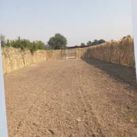 نی داریم برای فروش درخدمتم