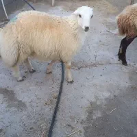 بره قوچ افشاری سفید