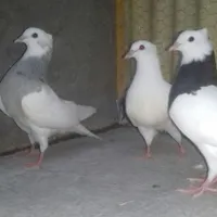 طوقی کبوتر کفتر|پرنده|رباط‌کریم, |دیوار