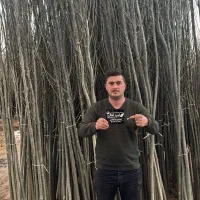 فروش نهال گلابی خرمالو پسته عناب سنجد سیب شمشاد|خدمات باغبانی و درختکاری|صفادشت, |دیوار