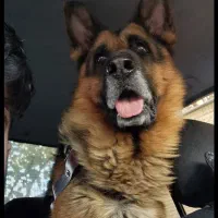 واگذاری دو قلاده سگ ژرمن  خالص شولاین و