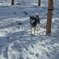 سگ هاسکی|سگ|تهران, فدک|دیوار