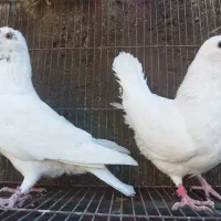 کبوتر بیوتی کینگ|پرنده|آزادشهر, |دیوار