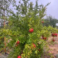 باغ بادام با درختان ۳ ساله جنب کافه و باشگاه اسب|فروش زمین و ملک کلنگی|شهریار, شهریار|دیوار