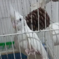 عروس هلندی البینو  مولد تضمینی