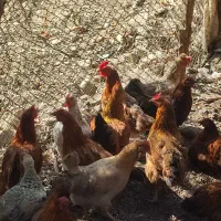 مرغ و غاز و اردک|حیوانات مزرعه|رستمآباد, |دیوار