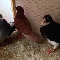 5کبوترساده مگسی بدون رخ سینه سیاه  قره سیاه آلمانی