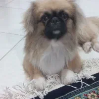 سگ پیکینز امپریال