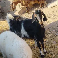 گیسه چاق