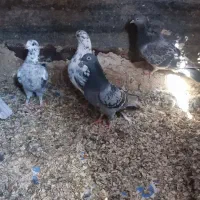 تعدادی کبوتر|پرنده|آبادان, |دیوار