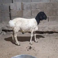 قوچ برشن|حیوانات مزرعه|قشم, |دیوار
