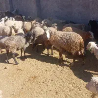 گوسفند رونالف