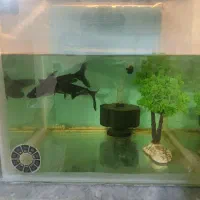 ماهی فنکوس گیاهی