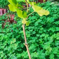 نهال گلدانی انگور تجاری خارجی|گل و گیاه طبیعی|سنندج, |دیوار