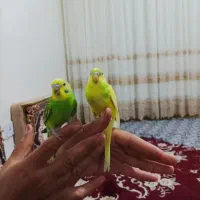 مرغ عشق سالم دستی نروماده