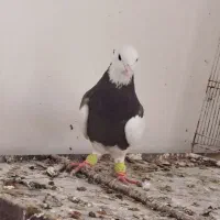 کبوتر طوقی|پرنده|مشهد, کوثر|دیوار