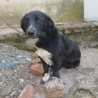 پاکوتاه خیلی زرنگ باهوش بازی گوش