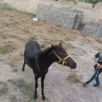 اسب