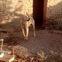 سگ پژدرنروماده|سگ|ایوانکی, |دیوار